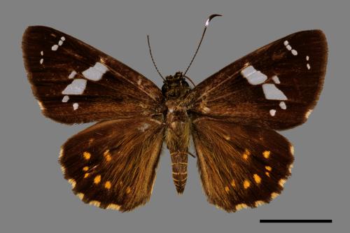 Celaenorrhinus ratna[白鬚小黃紋挵蝶][00013285]