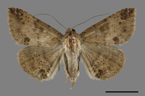 <已分類>Genus：Erebus[00100487]