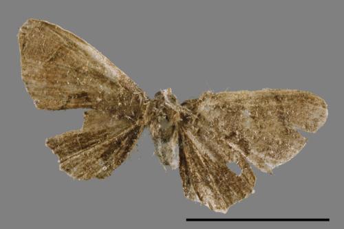 Phazaca alikangensis[里港圓翅雙尾蛾][00012560]