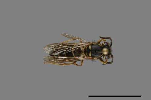 Vespula flaviceps[細黃胡蜂][00073221]