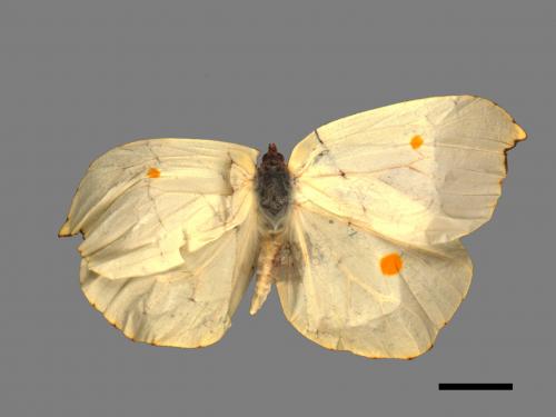 Gonepteryx amintha formosana[紅點粉蝶][00014140]