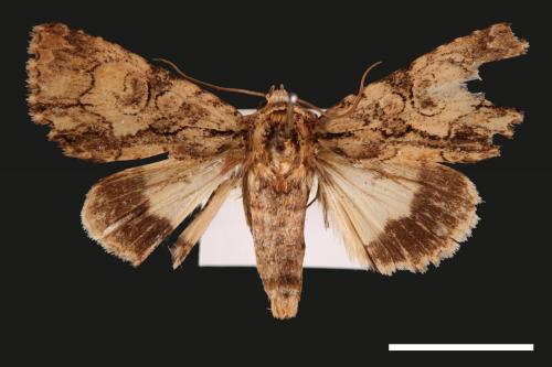 <已分類>Family：Noctuidae[夜蛾科][00028763]