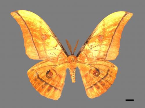 Antheraea yamamai superba[大透目天蠶蛾][00016111]