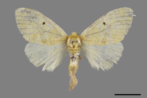 <已分類>Genus：Euproctis[00047793]