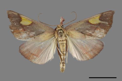 Orybina flaviplaga[00092720]