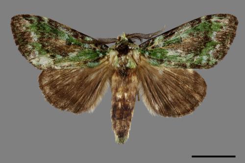 Somera viridifusca viridifusca[瑟舟蛾][00070256]