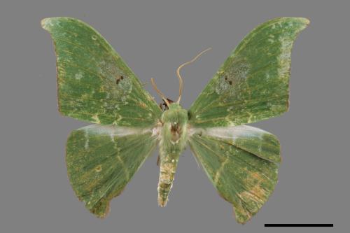 Tanaorhinus viridiluteatus[雙點鐮翅青尺蛾][00019856]