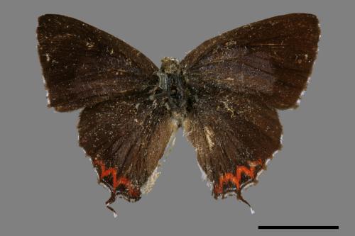 Heliophorus ila matsumurae[紅邊黃小灰蝶][00015374]