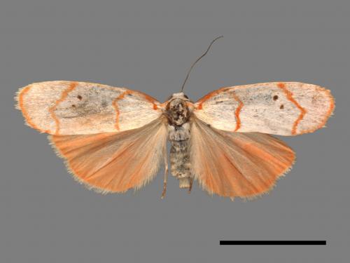 Cyana sanguinea[血紅雪苔蛾][00022578]