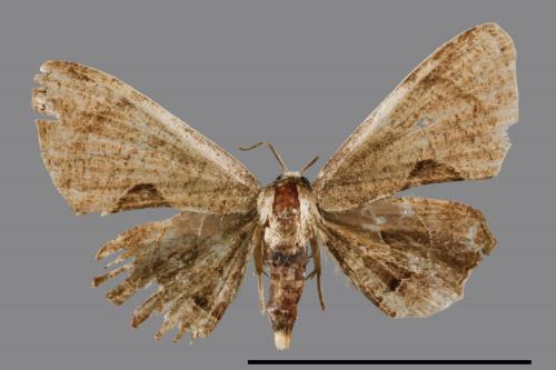 <已分類>Genus：Phazaca[00042043]
