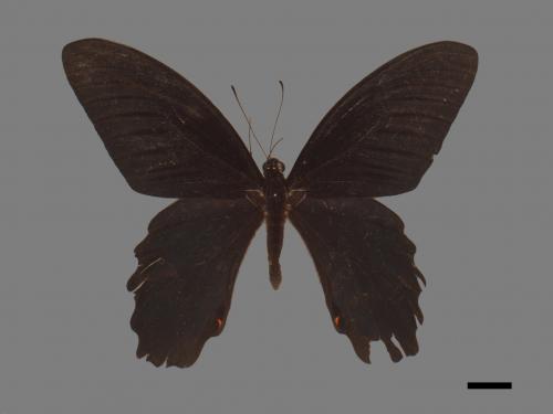 Papilio thaiwanus[臺灣鳳蝶][00014335]