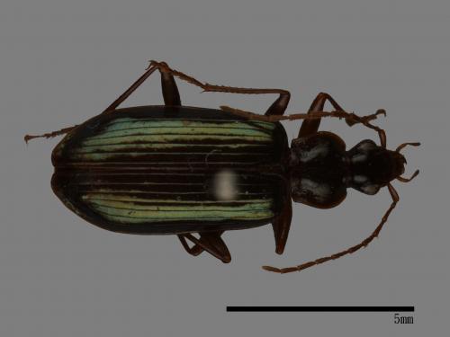 <已分類>Family：Carabidae[步行蟲科][00092706]