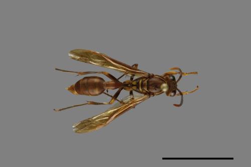 Parapolybia varia[變側異腹胡蜂][00078804]