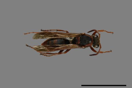 Polistes eboshinus[姬長腳蜂][00072638]