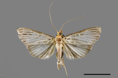 Tyspanodes hypsalis[00064982]