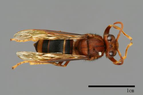 Vespa wilemani[威氏虎頭蜂][00098158]
