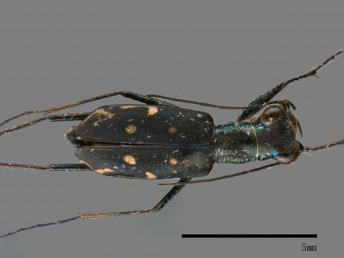 Cylindera kaleea[00054183]