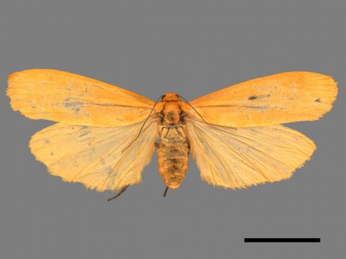 Eilema magnata[巨土苔蛾][00044115]