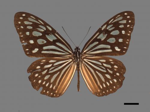 Ideopsis similis[琉球青斑蝶][00027414]