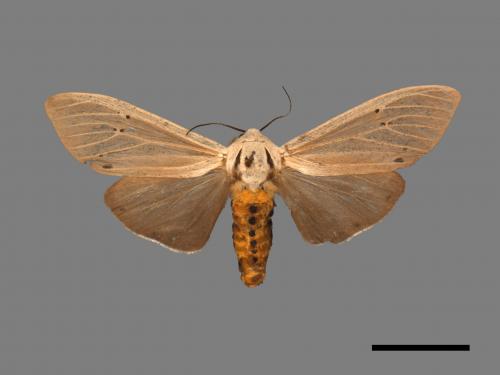 Creatonotos transiens vacillans[八點燈蛾][00047625]