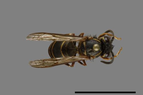 Vespula flaviceps[細黃胡蜂][00073265]