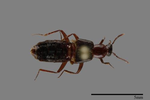 <已分類>Family：Staphylinidae[隱翅蟲科][00093395]