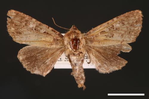 Feliniopsis tripunctata[00002229]