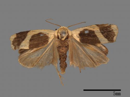 Garudinia simulana[大斑苔蛾][00025792]