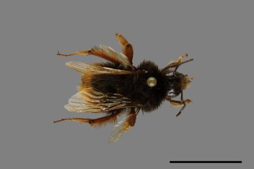 Bombus flavescens[黃色熊蜂][00074693]