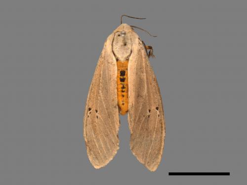 Creatonotos transiens vacillans[八點燈蛾][00022007]