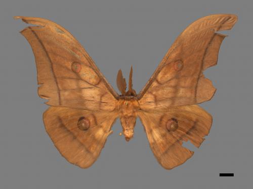 Antheraea yamamai superba[大透目天蠶蛾][00016087]