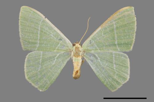 Thalassodes immisarius opalinus[粗脛翠尺蛾][00026861]