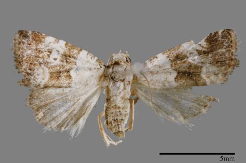 Maliattha signifera[00009320]