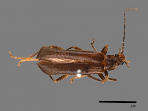 <已分類>Family：Cantharidae[菊虎科][00041181]