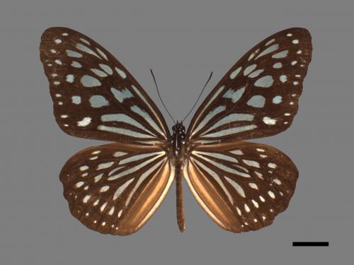 Ideopsis similis[琉球青斑蝶][00024780]