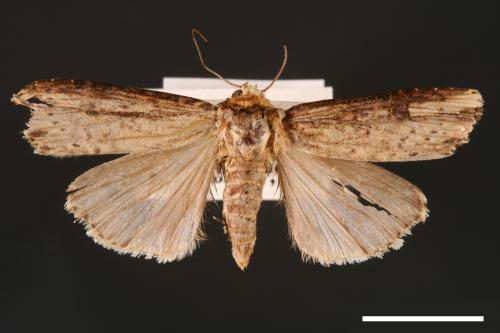 Axylia putris[朽木夜蛾][00001022]