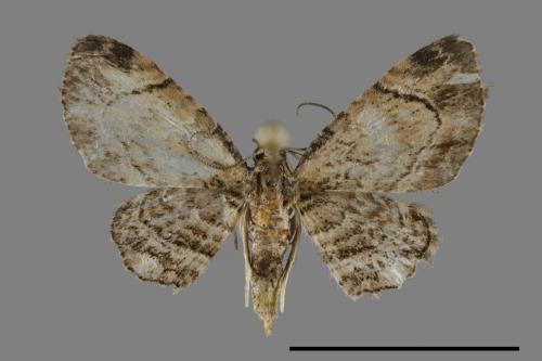 <已分類>Family：Geometridae[尺蠖蛾科][00092270]