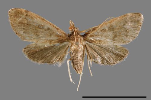 <已分類>Family：Crambidae[草螟科][00065303]