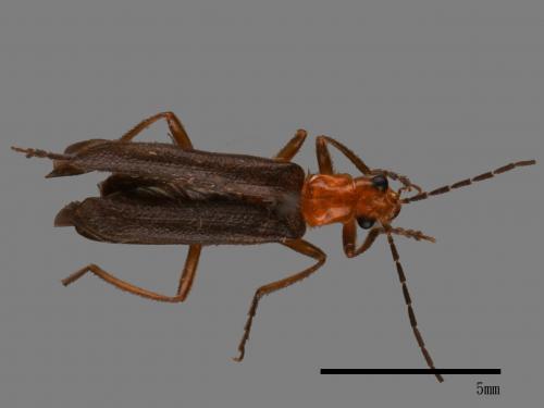 <已分類>Family：Cantharidae[菊虎科][00043669]