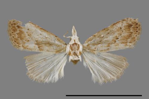 <已分類>Family：Noctuidae[夜蛾科][00011949]