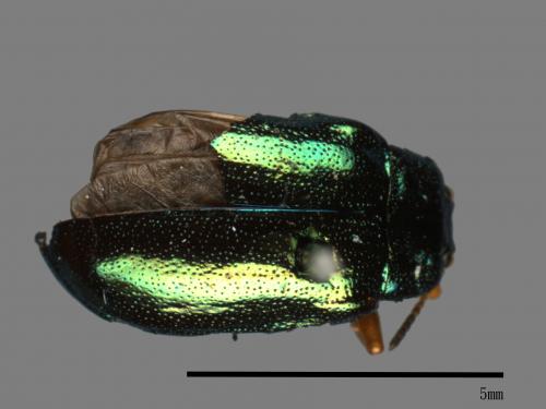 <已分類>Family：Chrysomelidae[金花蟲科][00081182]