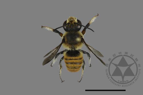 Megachile bicolor kagiana kagiana[雙色切葉蜂嘉義亞種][00198548]