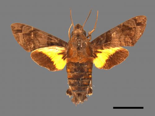 Macroglossum pyrrhosticta[黃斑長喙天蛾][00016493]