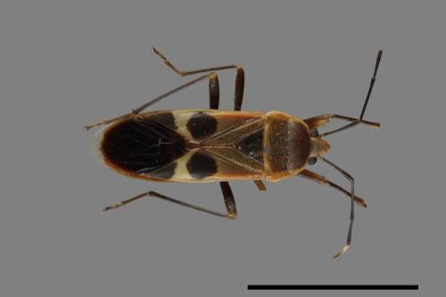 Physopelta gutta[大星椿象][00048354]
