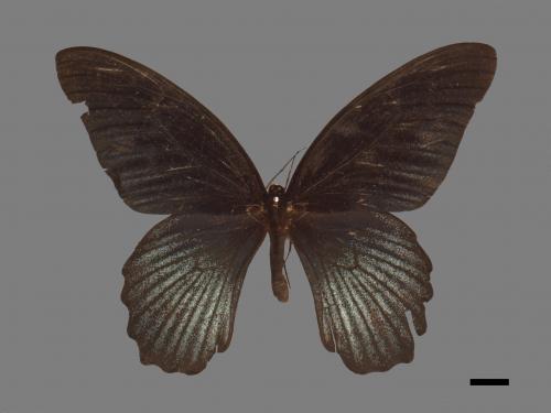 Papilio memnon heronus[大鳳蝶][00014122]