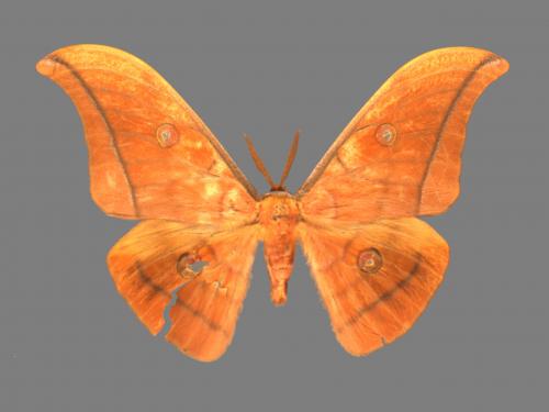 Antheraea yamamai superba[大透目天蠶蛾][00016220]