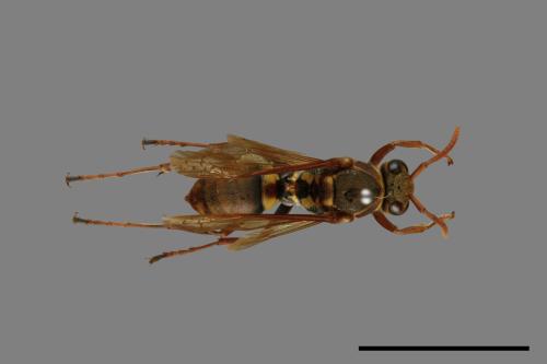 Polistes takasagonus[雙斑長腳蜂][00072748]