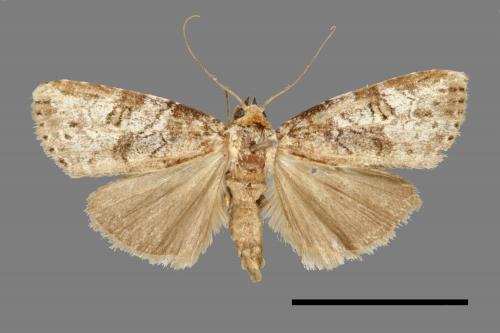 Bryophilina mollicula[00009439]
