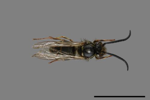 Vespula flaviceps[細黃胡蜂][00073393]