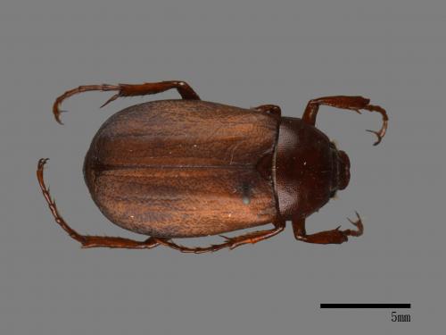 Bunbunius opacipennis[缺光褐金龜][00084234]